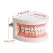 Dental Teeth Denture Model Adult Gums Demonstration Tool Teaching Aid for Kindergarten Brushing Education