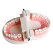 Dental Teeth Denture Model Adult Gums Demonstration Tool Teaching Aid for Kindergarten Brushing Education
