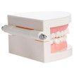 Dental Teeth Denture Model Adult Gums Demonstration Tool Teaching Aid for Kindergarten Brushing Education