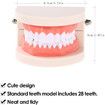 Dental Teeth Denture Model Adult Gums Demonstration Tool Teaching Aid for Kindergarten Brushing Education