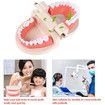 Dental Teeth Denture Model Adult Gums Demonstration Tool Teaching Aid for Kindergarten Brushing Education
