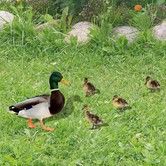 5pcs Yard Art Acrylic Outdoor Duck Decorations, Outdoor Garden Ornaments Poultry Art for Backyard, Lawn, Pathway, Lawn, Garden Decoration