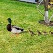 5pcs Yard Art Acrylic Outdoor Duck Decorations, Outdoor Garden Ornaments Poultry Art for Backyard, Lawn, Pathway, Lawn, Garden Decoration