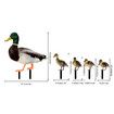 5pcs Yard Art Acrylic Outdoor Duck Decorations, Outdoor Garden Ornaments Poultry Art for Backyard, Lawn, Pathway, Lawn, Garden Decoration