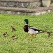 5pcs Yard Art Acrylic Outdoor Duck Decorations, Outdoor Garden Ornaments Poultry Art for Backyard, Lawn, Pathway, Lawn, Garden Decoration