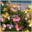Solar Garden Lights - Newest Swaying Butterfly Light,Yard Patio Pathway Decoration,High Flexibility Iron Wire & Realistic Butterflies (2 Pack)