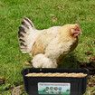 1 Pack Chicken Feeder Box Feed Trough and Waterer Bucket with Clips for Goat Duck Turkey Sheeple Pig Horse Chicken Deer Goose, Goat Feeder Supplies Color Green