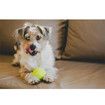 3 Pcs Dog Fetch Pet Toy Bulk Tennis Balls for Small Dogs and Cats, Green, Standard Size