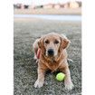 3 Pcs Dog Fetch Pet Toy Bulk Tennis Balls for Small Dogs and Cats, Green, Standard Size