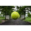 3 Pcs Dog Fetch Pet Toy Bulk Tennis Balls for Small Dogs and Cats, Green, Standard Size