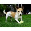 3 Pcs Dog Fetch Pet Toy Bulk Tennis Balls for Small Dogs and Cats, Green, Standard Size