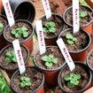 4" Small Plastic Plant Nursery Pot/Pots Seedlings Flower Plant Container Seed Starting Pots Indoor Outdoor (50pcs Pots and 50pcs Plant Labels)