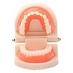 Standard Teeth Model,Kids Dental Teaching Study Supplies Standard Typodont Demonstration Teeth Model(Without Wisdom Teeth) (Convenient Design,No Need for Wrenches)