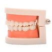 Standard Teeth Model,Kids Dental Teaching Study Supplies Standard Typodont Demonstration Teeth Model(Without Wisdom Teeth) (Convenient Design,No Need for Wrenches)