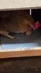 4pcsWashable Chicken Nesting Pad Nesting Box Liners Soft Chicken Box Nest Mat Reusable Chicken Bedding Portable Chicken Coop Accessories