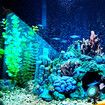 Solar Outdoor Light 5 Heads RGB Pond Landscape Garden Fish Tank Pool Spotlight Underwater Aquarium Waterproof LED Multicolours