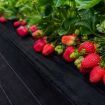 Weed Mat 0.915mx100m Plant Control Medium