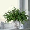 Xmas Norfolk Pine Branches with Pine Cones Norfolk Pine Artificial Xmas Branches for Xmas Indoor Outdoor Home Decor (16 Pcs)