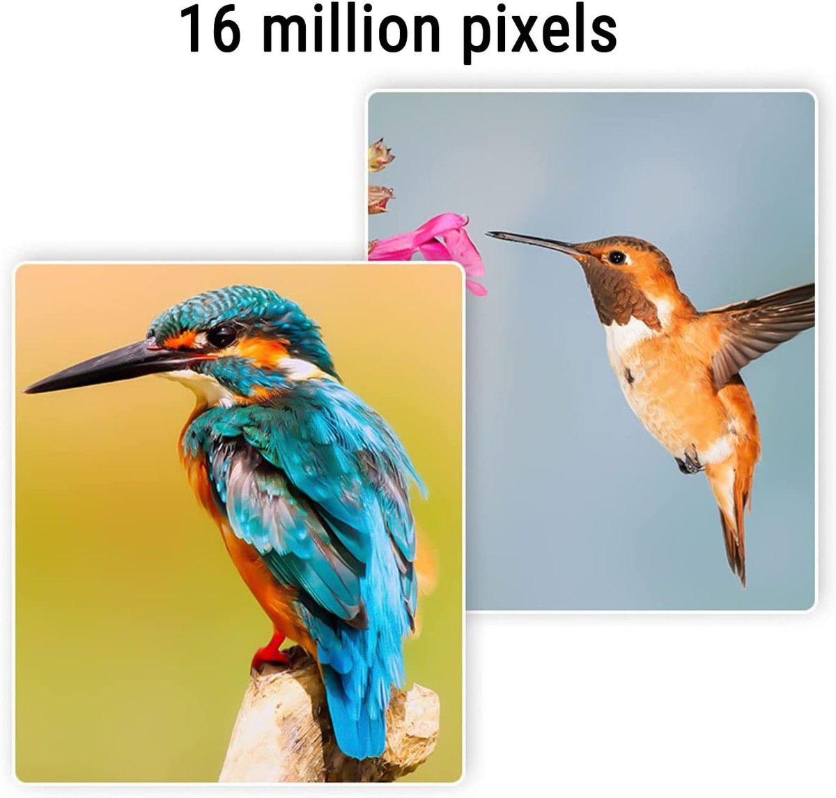 https://img.bestdeals.co.nz/products_pictures/810/81016_796830_F.jpg