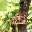 Wooden Bird House Shelter for Outdoor Hanging: Cozy Shelter for Your Feathered Friends