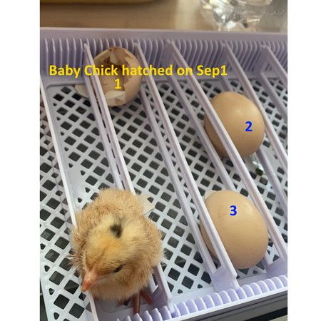 https://img.bestdeals.co.nz/products_pictures/814/81463_797963_F.jpg