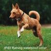 Dog Training Collar, Dog Shock Collar with 3 Training Modes Remote Range 1000Ft for Small, Medium, Large Dogs