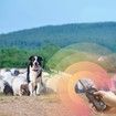 Dog Training Collar for Large Dogs, 3000FT Range IPX7 Waterproof E Collar for Dogs Training with Beep, Vibration and Static Modes