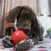 Dino Egg-Shaped Slow Feeder Dog Toy - Interactive Treat Dispenser Tough Chew Toys for Dogs Color Red