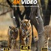 Night Vision Goggles 4K Binoculars Equipped with 50mm Objective Lens 850nm IR 3'' HD Screen Rechargeable Battery for Wildlife Watching and Camping