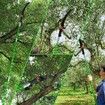 Manual Pole Saw Tree Pruner Extendable Pruning High Branch Trimmer Cutter 8M Trimming Long Handsaw Sharp Steel Blades Shearing Fibreglass Rods Tools